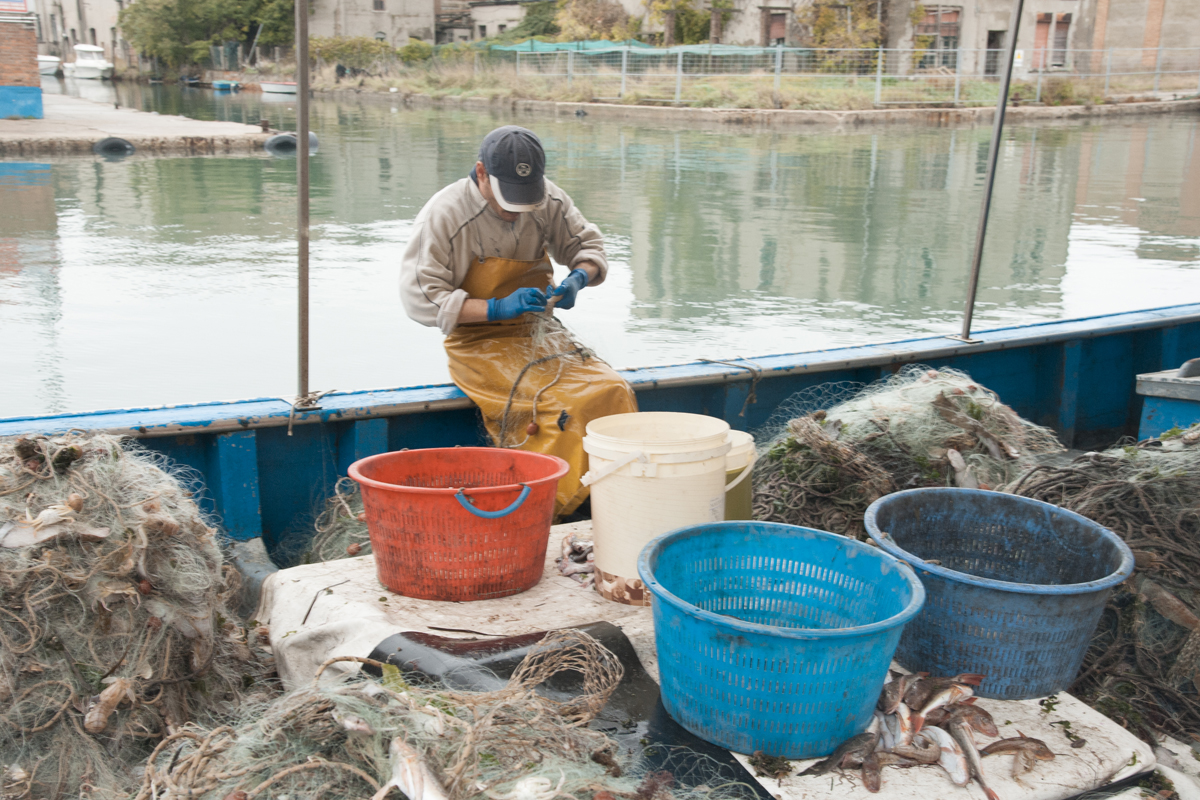 Pescatori locali al lavoro nel mercato del pesce di Chioggia
